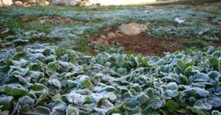 الزراعة: نسبة الأضرار بسبب الصقيق لا تتجاوز 25%