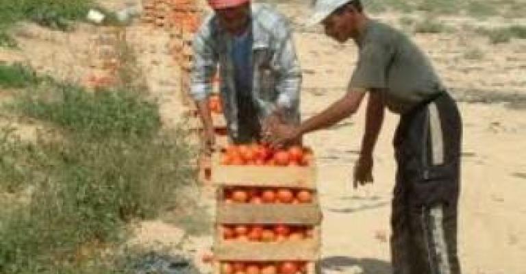 اتحاد المزارعين: قلة الإنتاج والوسطاء وراء ارتفاع أسعار البندورة