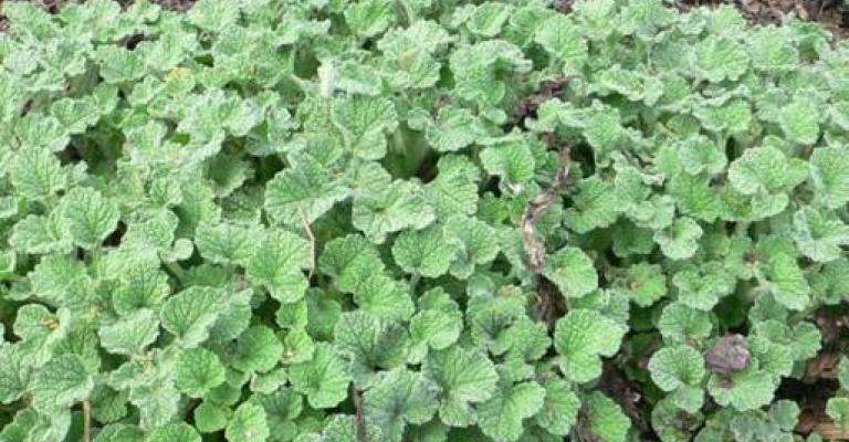 الأميرة يسمه: النباتات الطبيعية أثمن من النفط 