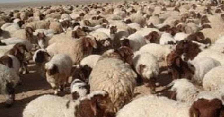 حجازي وغوشة ترفض الاستجابة لقرارات البيئة