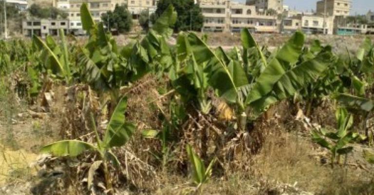 درجات الحرارة تلحق اضرارا بالثروة الحيوانية والنباتية