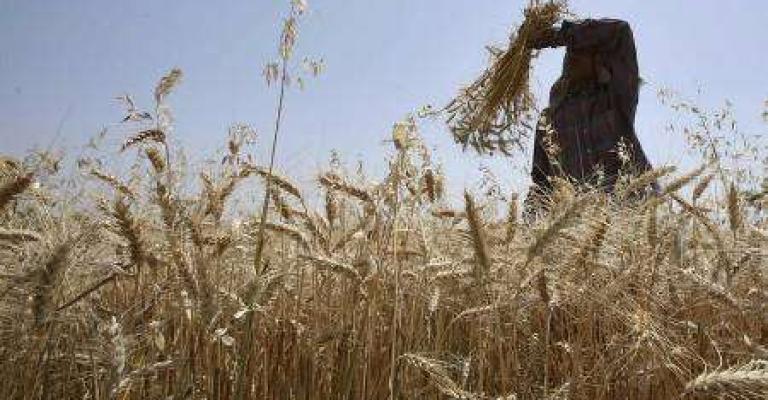 الزراعة تتسلم 20 ألف طن من القمح والشعير من المزارعين