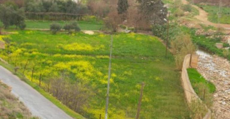 دراسة: خضراوات سيل الزرقاء وسد طلال ملوثة دراسة: خضراوات سيل الزرقاء وسد طلال ملوثة