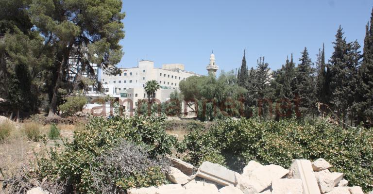 الحملة الاحتجاجية على ازالة اشجار العبدلي تستمر 