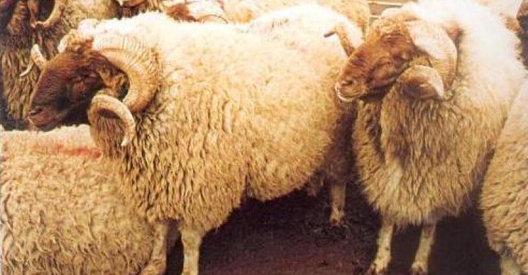 مربو الاغنام يحتجون على الاستيراد من سوريا مربو الاغنام يحتجون على الاستيراد من سوريا