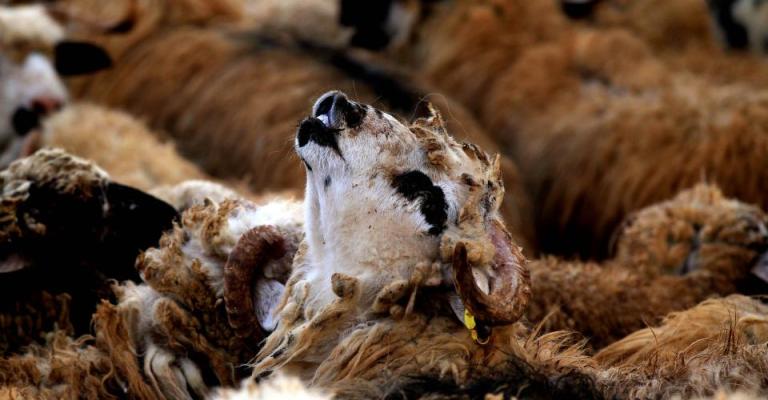 خاروف في حظيرة لبيع اضاحي العيد- عدسة محمد ابو غوش/ فيسبوك 