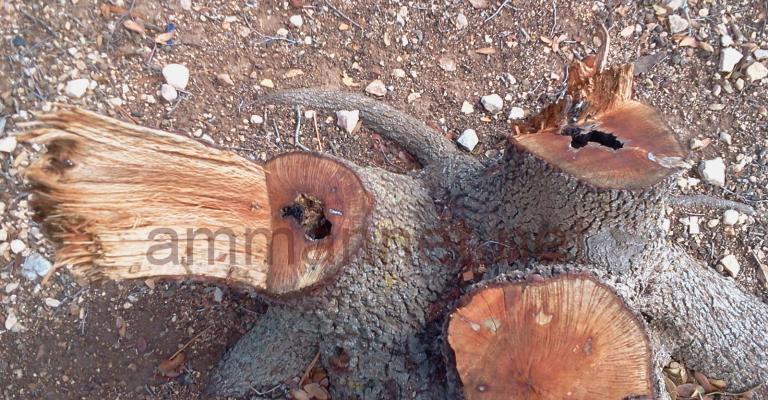 القطع العشوائي يطال اشجار شطنا.. صور 