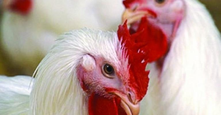 10 % نسبة ارتفاع اسعار الدواجن والملابس 10 % نسبة ارتفاع اسعار الدواجن والملابس