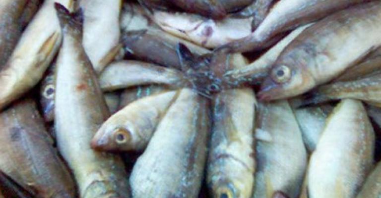 توقيف مدير شركة لاستيراده سمك فاسد توقيف مدير شركة لاستيراده سمك فاسد