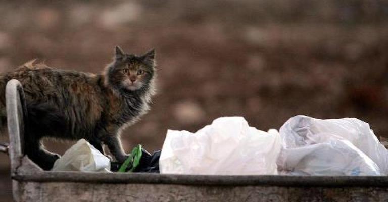 قط يفتش عن الطعام في حاوية النفايات- عدسة حمزة مزرعاوي/ فيسبوك قط يفتش عن الطعام في حاوية النفايات- عدسة حمزة مزرعاوي/ فيسبوك