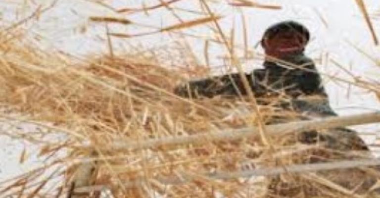 امطار نيسان: تنعش المياه وتضرب محاصيل القمح 