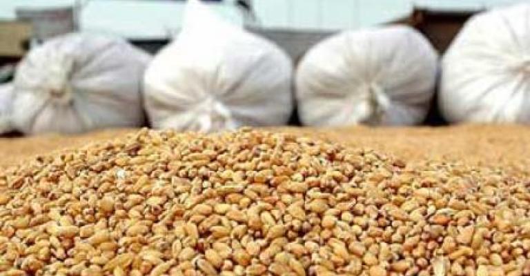 مخزون القمح في خطر 