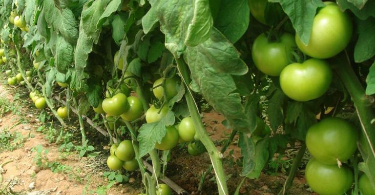 شركات زراعية تحذّر من ارتفاع الاسعار في حال إغلاقها