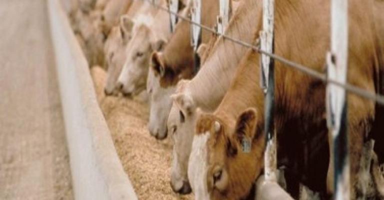 مرض العقد الجلدية مصدره شمال فلسطين والجولان مرض العقد الجلدية مصدره شمال فلسطين والجولان