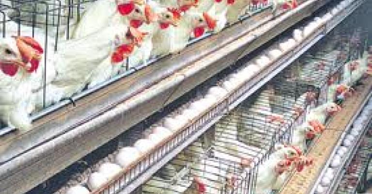 تحديد سعر بيع الدواجن