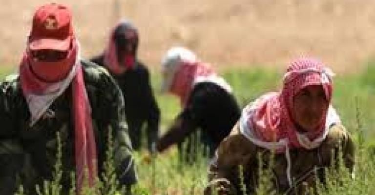 المزارعون يحذرون الحكومة