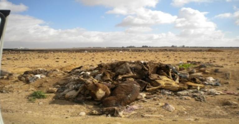 الضليل تتحول إلى مقبرة مفتوحة للماشية النافقة الضليل تتحول إلى مقبرة مفتوحة للماشية النافقة