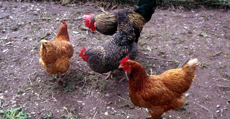 "أعلاف الصمت"..