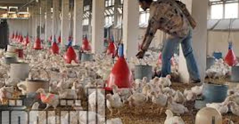 تدني الطلب على البيض يخفض سعره 35 قرشاً