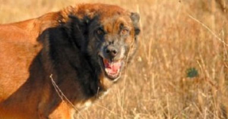 الطب الشرعي: تطابق نتائج تشريح الطفل مع نهش حيوان مفترس