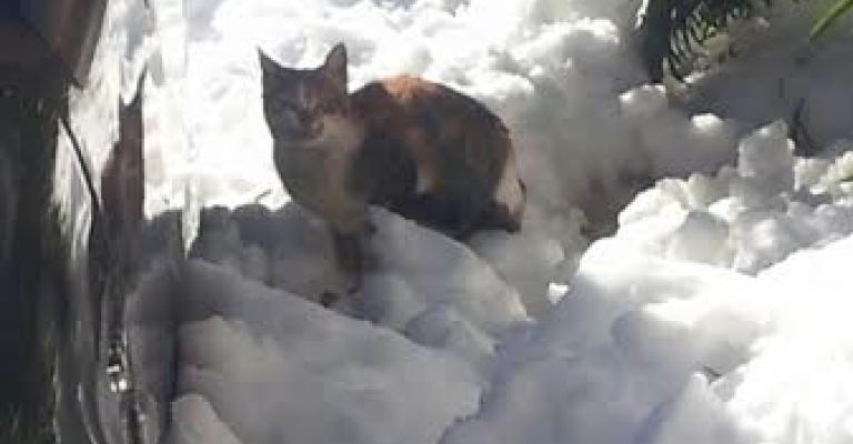 الثلوج تغطي "الرشيد"