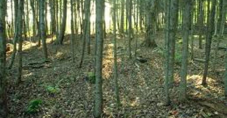 الاستعانة بقوات الدرك للحد من "تجارة الأشجار" الاستعانة بقوات الدرك للحد من "تجارة الأشجار"