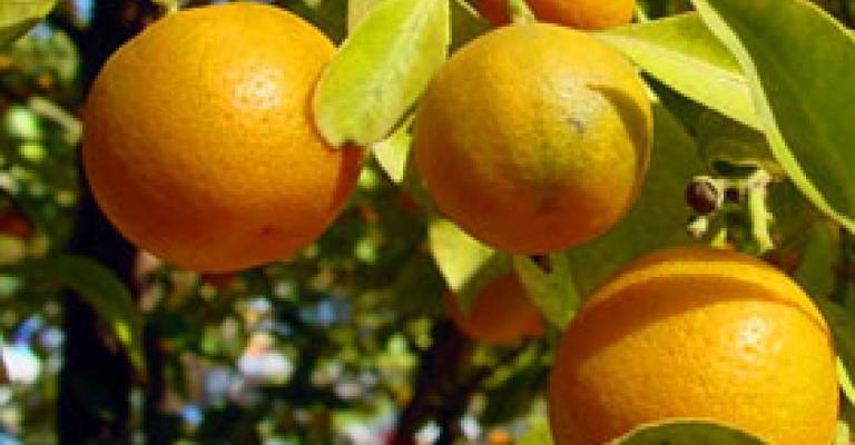 90 طن حمضيات سورية تدخل الأردن يومياً 90 طن حمضيات سورية تدخل الأردن يومياً