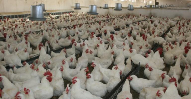 توقعات بارتفاع اسعار الدواجن
