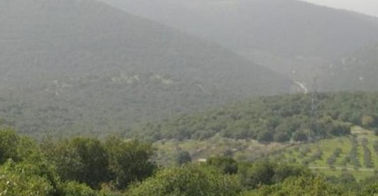 يوم الشجرة: ناشطون يترحمون الرقعة الخضراء