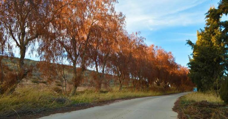 أحد شوارع جامعة مؤتة- تصوير ليث التخاينة