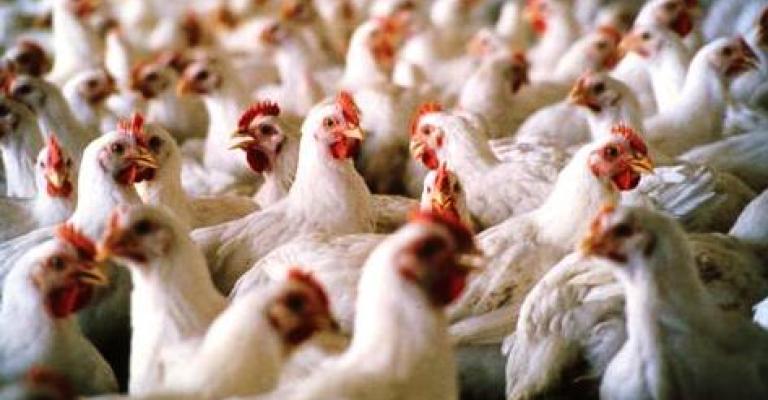 استقرار أسعار الدواجن