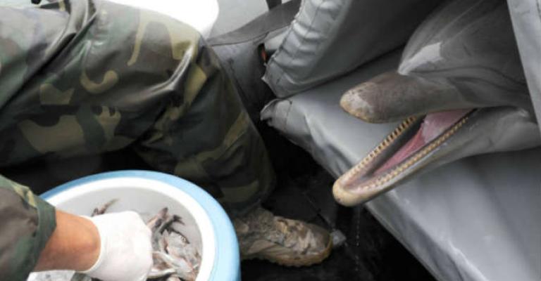 الدلافين تخدم في.. البحرية الروسية