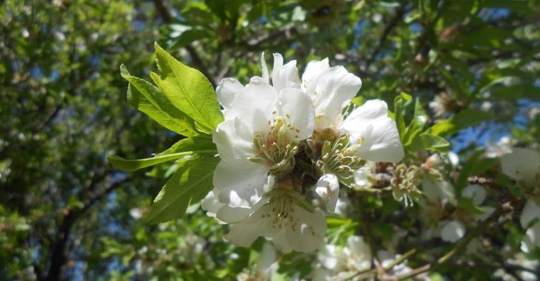 الربيع في شمال الأردن - بلدة شطنا بإربد