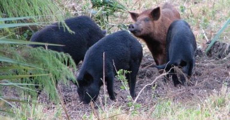 كلاب وخنازير المستوطنين تهاجم مزرعة أغنام في جنين كلاب وخنازير المستوطنين تهاجم مزرعة أغنام في جنين