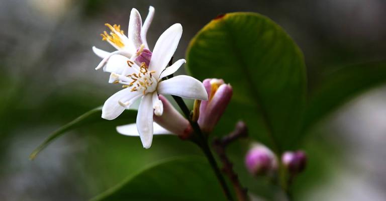 زهرة الليمون - عدسة الزميل: سهم الربابعة