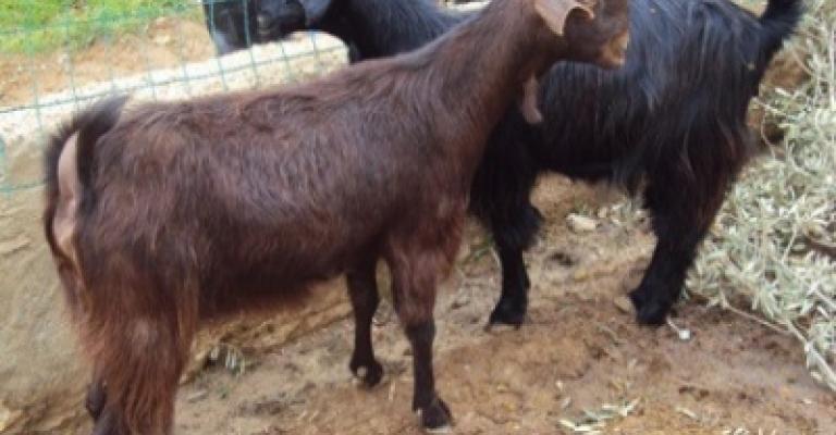 الأمانة تبدأ حملة على "مراتع" الجمال والمواشي الأمانة تبدأ حملة على "مراتع" الجمال والمواشي