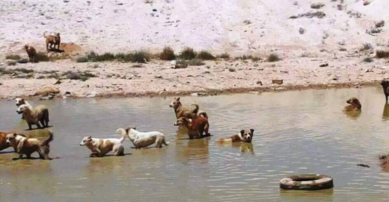 قطعان الكلاب الضالة تغزو الظليل وتعقر اربعة مواطنين خلال اسبوعين قطعان الكلاب الضالة تغزو الظليل وتعقر اربعة مواطنين خلال اسبوعين