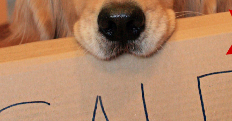 بيع كلب وراء مشاجرة القويسمة بيع كلب وراء مشاجرة القويسمة