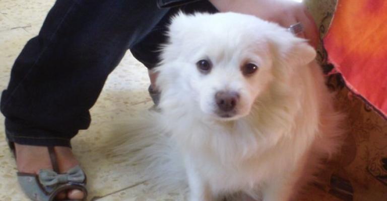  الكلاب الأليفة تجد طريقها الى بيوت الزرقاويين