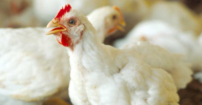 انخفاض اسعار الدواجن انخفاض اسعار الدواجن