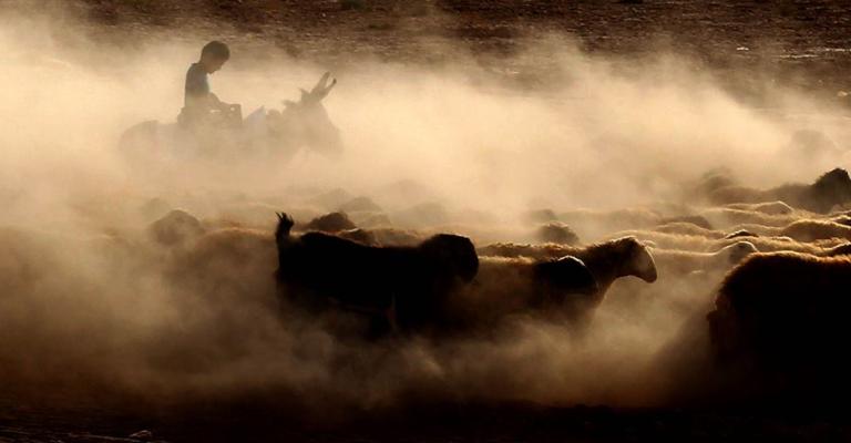 طفل يرعى الغنم في محافظة معان جنوب عمّان.. من صفحة محمد ابو غوش 