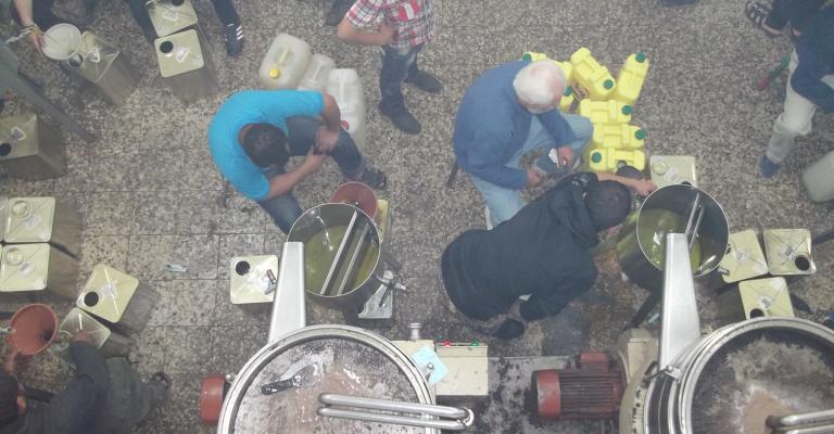 تراجع محصول الزيتون في الزرقاء الى النصف