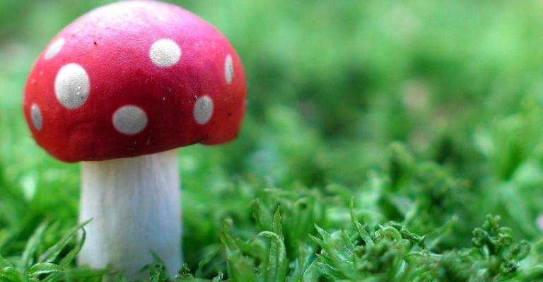 عجلون: 19حالة تسمم بسبب تناول مادة الفطر البري السام