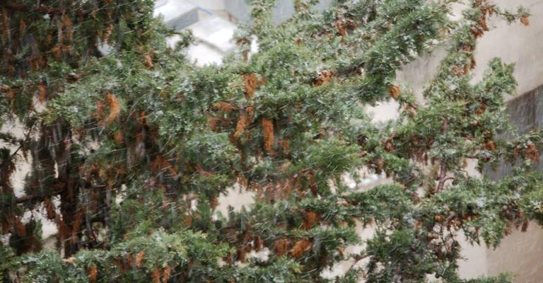 أجواء باردة وأمطار مصحوبة بالرعد والثلوج