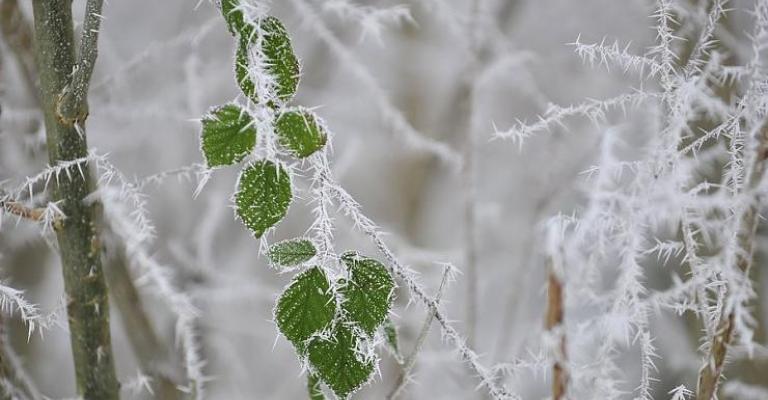 انجماد خطير يضرب في عمان، والتنبؤات تحذر من الخروج حتى الــ 10 من صباح السبت انجماد خطير يضرب في عمان، والتنبؤات تحذر من الخروج حتى الــ 10 من صباح السبت