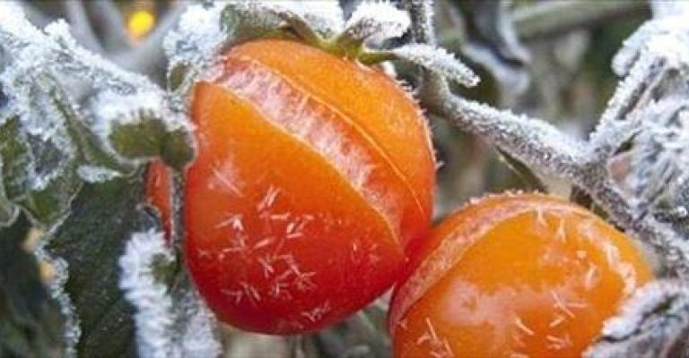 الزراعة: لجان حصر خسائر "هدى" تبدأ عملها الزراعة: لجان حصر خسائر "هدى" تبدأ عملها