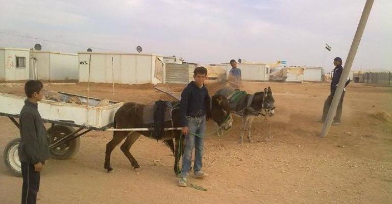 الحنطور... وسيلة النقل الأكثر استخداما في "الزعتري" الحنطور... وسيلة النقل الأكثر استخداما في "الزعتري"