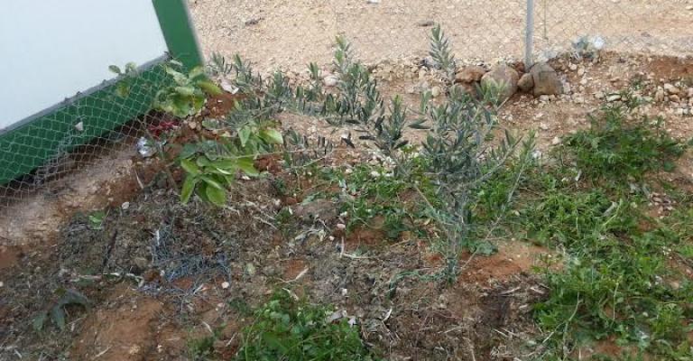 الإعلان قريبا عن مشاريع زراعية في الزعتري الإعلان قريبا عن مشاريع زراعية في الزعتري