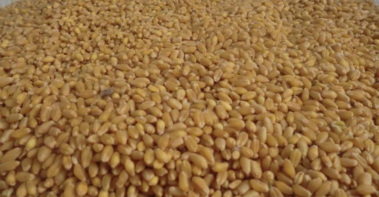 لجنة محايدة للنظر بشحنة القمح "المصبوغ"