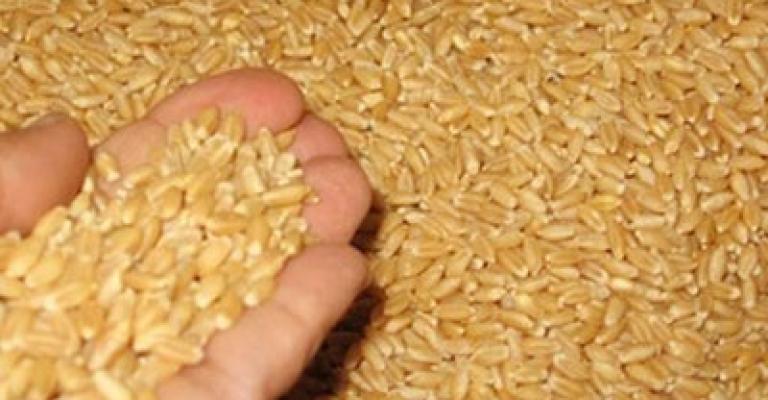 مورّد شحنة القمح البولندية: غير محترفين أثاروا المشكلة